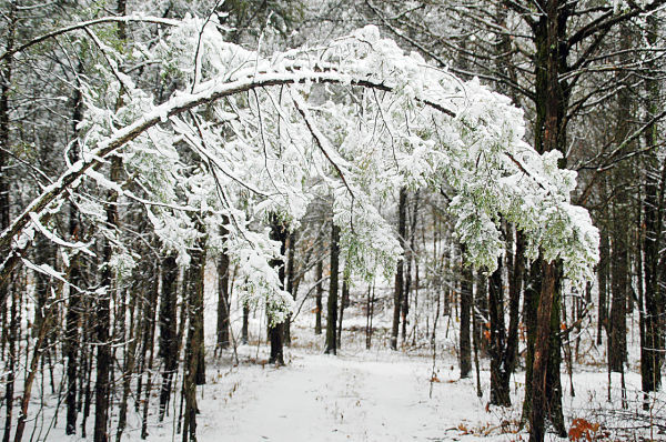 Winter Wonderland